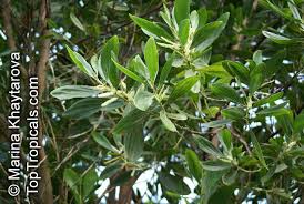 Image result for Acacia mangium