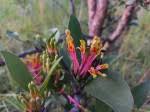 Image result for Agelanthus zizyphifolius