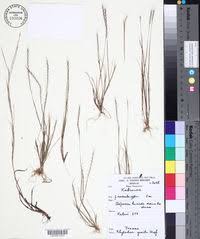 Image result for Rhytachne