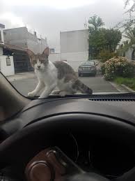 Pin By Cat Lover On In Windows 2 Cats Funny Cat Pictures Cute Cats