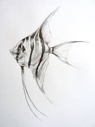 Original Title Ronda Phillips Originaltitle Phillips Ronda Original Title Ronda Phillips Fische Zeichnen Fisch Zeichnung Meer Zeichnung