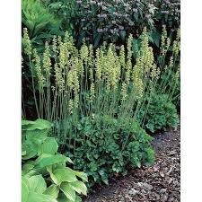 Image result for Heuchera cylindrica Greenfinch