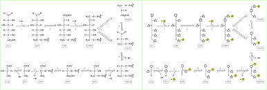 تحلل الجلوكوز ويكيبيديا