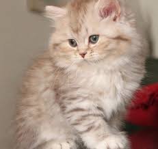 Epingle Par Fernando Sur Chats Image Chat Chats Adorables Bebe Chat