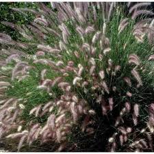 Click to likeand subscribe to our channel. Pennisetum Orientale Karley Rose Vivaio Online Un Quadrato Di Giardino