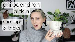 As such, it prefers warm and humid environments to thrive well and it is incumbent upon us to plants have a small volume of potting medium from which to take nutrients. Philodendron Birkin Care Tips Tricks Youtube