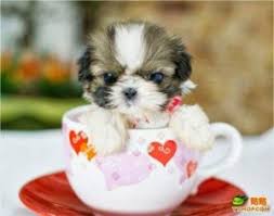 The teacup shih tzu tends to require a large amount of personal attention each day. Choosing The Right Shih Tzu Gifts Are Important For The Dog