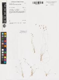 Image result for Bulbostylis densa