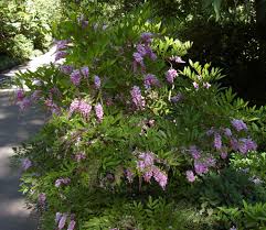 Image result for Indigofera dyeri