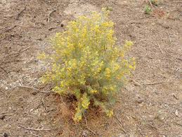 Image result for Senna artemisioides