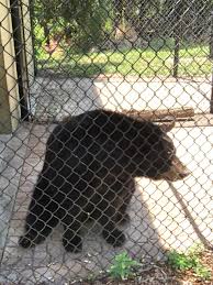 Find great deals, save money, and make connections. Large Black Bear Seen In Port St Lucie Neighborhood Wpec