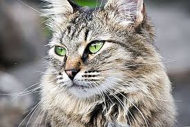 إيموئيد وإسهال القطط 2021