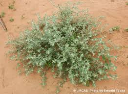 Image result for Chrozophora plicata