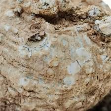 Image result for Coccinia mildbraedii