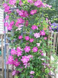 Tops in the sun and feet in the shade. in other words the vine blooms best in the sun and benefits from a. Clematis Ernest Markham Red Burpee
