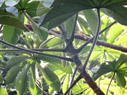 Image result for Cecropia pachystachya