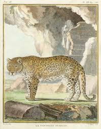 Pin On Historical Nature Illustrations