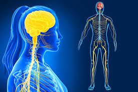 The vagus nerve helps to regulate many critical aspects of human physiology, including the heart rate, blood pressure, sweating, digestion, and even speaking. Visual Guide To Your Nervous System