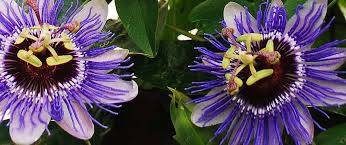We did not find results for: How To Grow Native Vines In Your Yard For Privacy