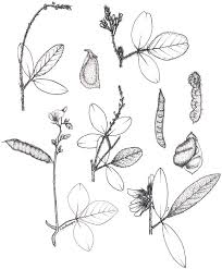 Image result for Eriosema affine