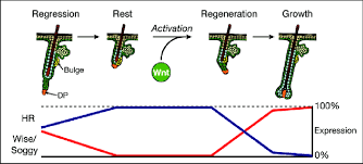 Help hair whey protein shake is a protein powder for hair restoration with vitamins rich with essential amino acids, proteins, and minerals. Model For Hr Action In Hair Regrowth Summary Of Hr Protein Expression Download Scientific Diagram