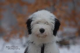 Yara Old English Sheepdog English Sheepdog Sheepdog