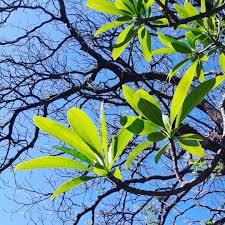 Image result for Rauvolfia afra