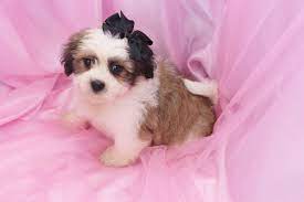 Tesa Female Teacup Teddy Bear Puppy Teddy Bear Puppies Dog Breeder Puppies