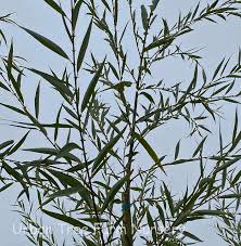 Image result for Salix babylonica