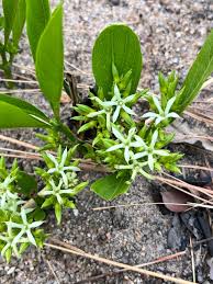 Image result for Pygmaeothamnus zeyheri