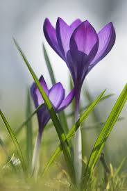 Pin On Flowers