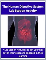 Free anonymous url redirection service. The Human Digestive System 7 Engaging Lab Station Activities Station Activities Human Digestive System Digestive System