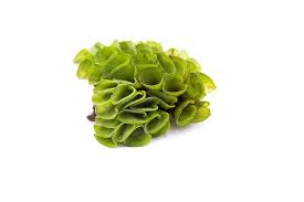 Image result for Salvinia hastata