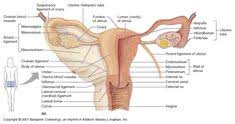 Media in category female human anatomy. 31 Female Anatomy Ideas Female Anatomy Anatomy Female Reproductive System