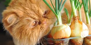 Can Cats Eat Onion? - Cats.com