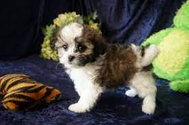 Pin On Puppies