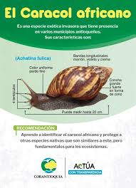 Los caracoles africanos gigantes son enormes caracoles que vienen de áfrica. Aprenda A Identificar El Caracol Africano Y Como Controlarlo