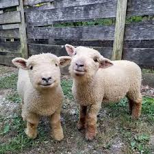 Gozde On Instagram Werbung Advertisement Tag Your Friends Babydoll Sheep My Heart Just Melted They Made Me Smile Baby Animals Babydoll Sheep Animals