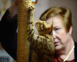 PHOTOS: The Cat Fanciers' Association, Inc. cat show in Spartanburg