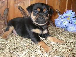 8 spokane lab mix puppies. Seven Things You Didn T Know About The Rottweiler Lab Mix