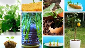 Help those window sill seedlings thrive by creating a weren't these diy garden hacks creative and clever? Super Simple Home Gardening Hacks When No Garden Is Necessary How To Grow Fruit Vegetables At Home My Desired Home