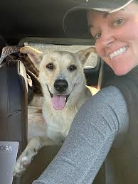 Found friendly dog in New Hill area