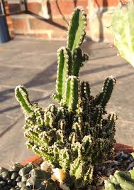 Remarkably, if you smash a bit of this white scale on a cactus you may find an intense carmine red liquid (alizaron crimson) under your thumb. Learn More About Fairy Castle Cactus Care