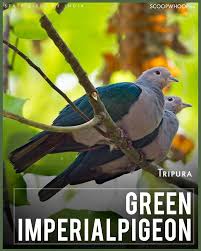 Rich And Varied State Birds States Of India Birds