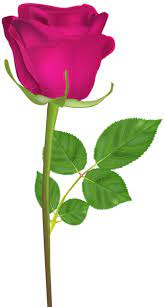 Rose With Stem Pink Png Clip Art Image Rose Flower Png Rose Flower Pictures Love Rose Flower