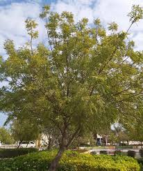 Image result for Azadirachta indica
