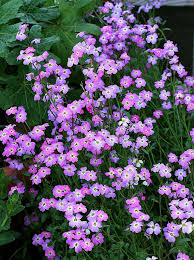 Image result for Malcolmia maritima