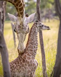 Wild is Life Trust and ZEN