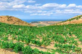 Check spelling or type a new query. How Some Of The Best Wine Is Made On European Islands