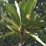 Image result for Breonadia salicina